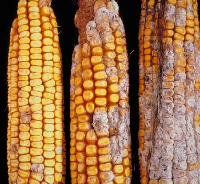 Признаки типичного для кукурузы заболевания – бактериоза