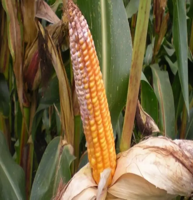 Причины и профилактика болезней кукурузы
