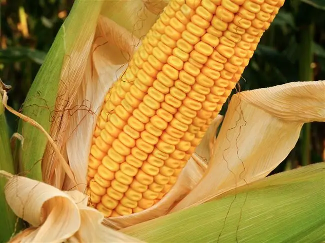 Уборка и хранение кукурузы