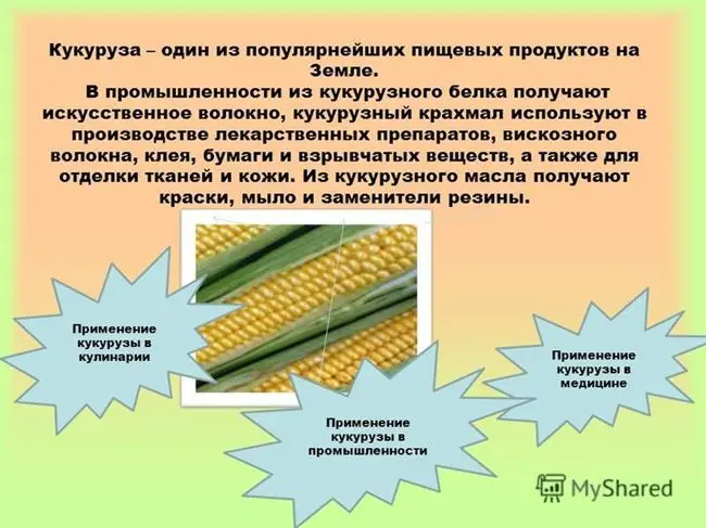 Плюсы и минусы употребления кукурузы