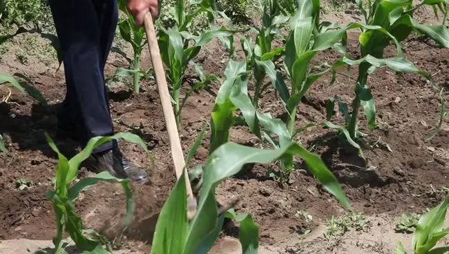 Посадка кукурузы в открытый грунт