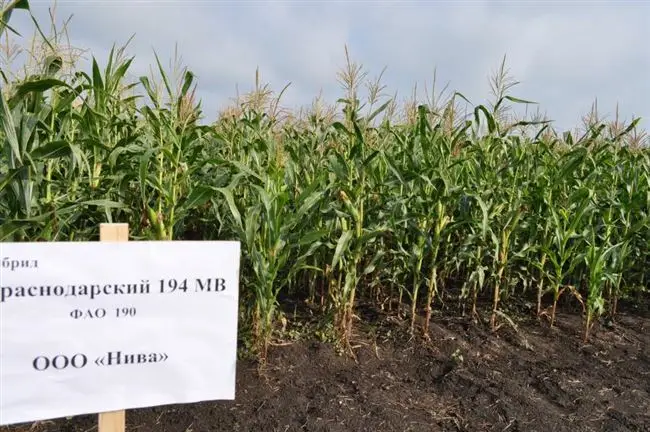 Описание и особенности выращивания кукурузы сорта Краснодарская