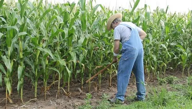 Посадка кукурузы в открытый грунт