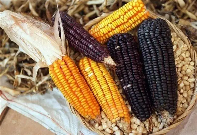 Хранение кукурузы в початках