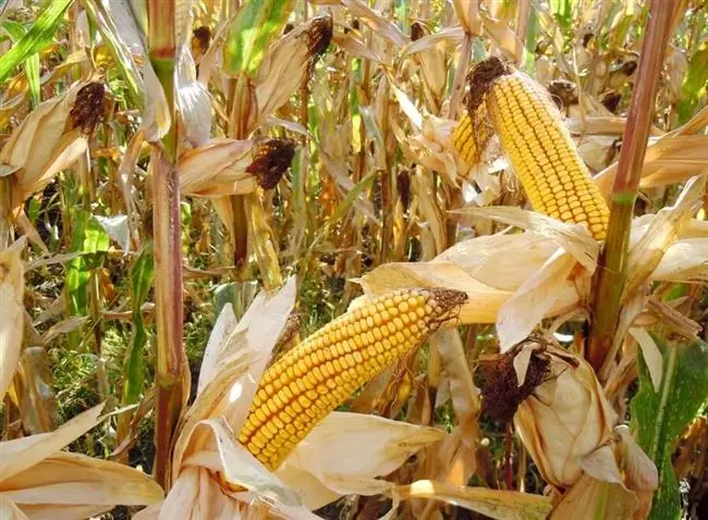 Как высушить початки кукурузы