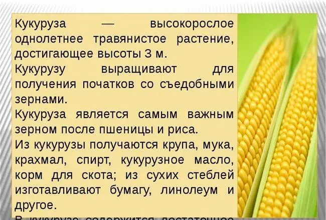 Главные правила ухода за кукурузой