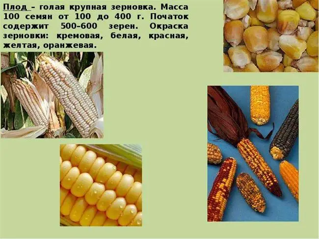 Что выращивать после кукурузы?