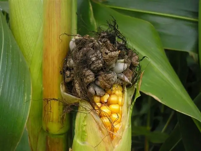 Лечение пузырчатой головни кукурузы