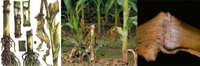Лечение стеблевых гнилей кукурузы