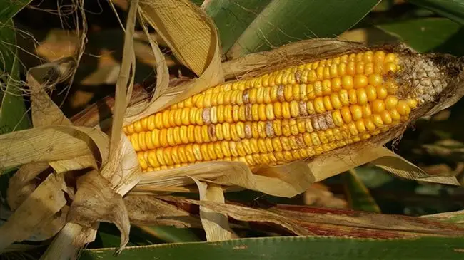 Профилактика фузариоза кукурузы