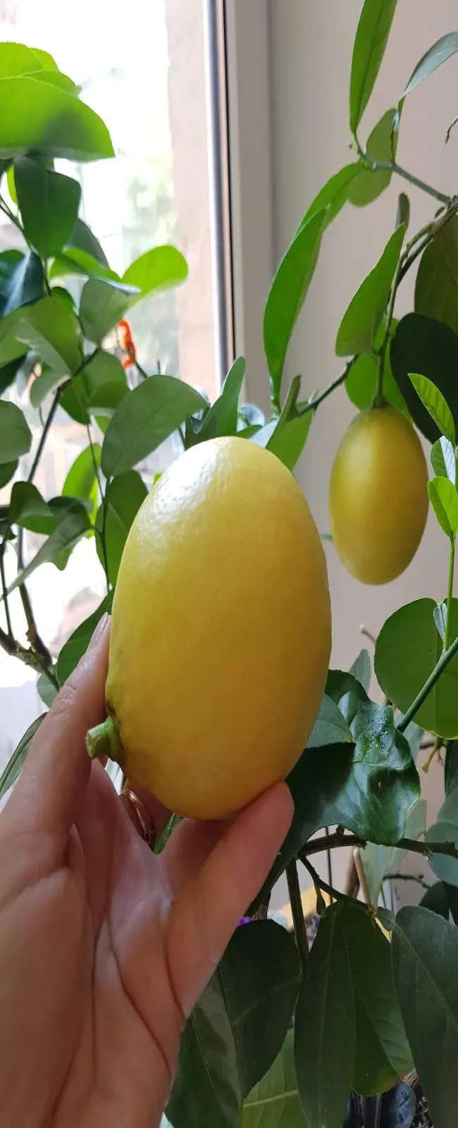 Посадка и выращивание китайского лимона