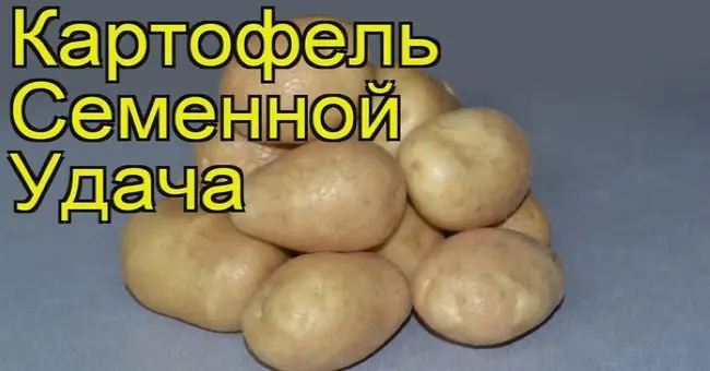 Характеристика и описание картофеля сорта Удача