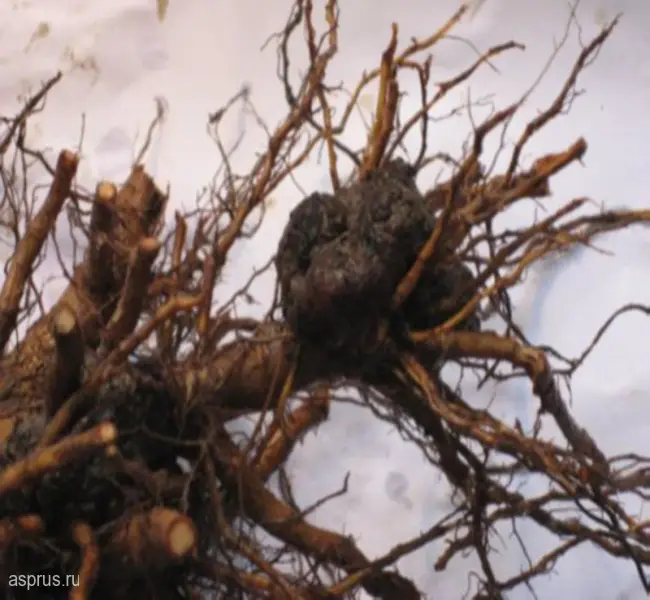 Причины появления бактериального рака на корнях малины
