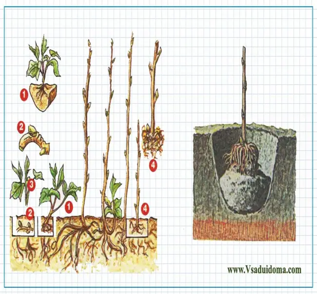 Выращивание малины – секреты успеха (посадка, уход, формирование, размножение)