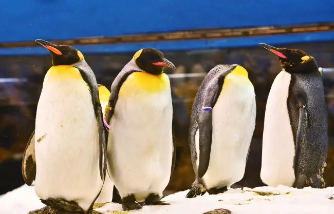 Размножение Королевского Пингвина