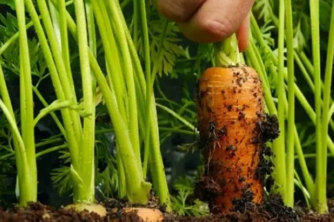 Чем опасна тля для моркови