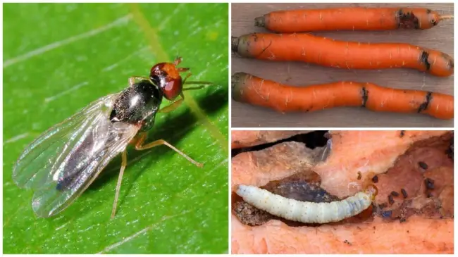 Как распознать появление морковной мухи