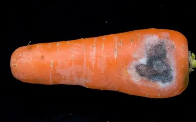 Причины гнили моркови