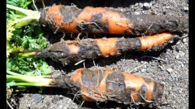 Болезни моркови на грядке, профилактика и средства защиты
