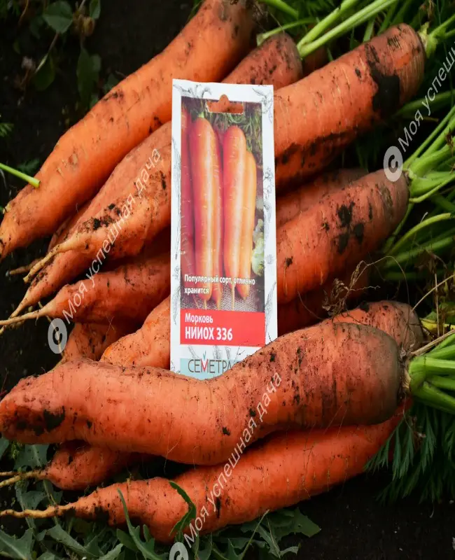  Описание моркови 