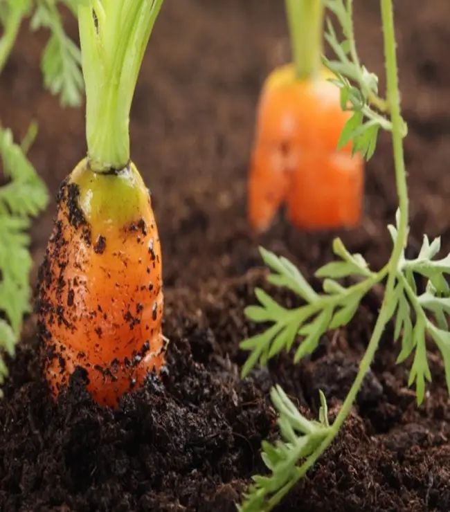 Выращивание моркови - советы огороднику (посадка и уход)