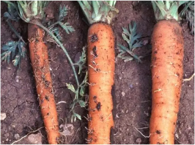 Профилактика нападения вредителей на морковь