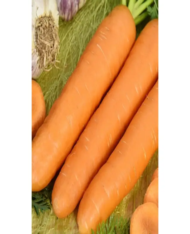 Отзывы о сорте моркови Витаминная 6