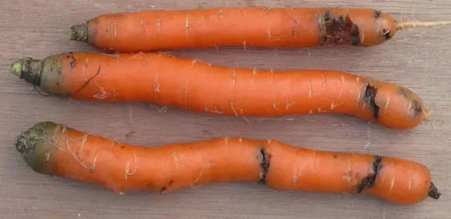 Вредители моркови - виды, борьба и профилактика
