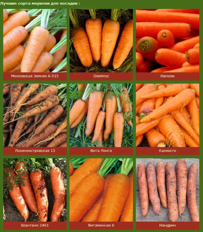 Сорта моркови, устойчивые к морковной мухе
