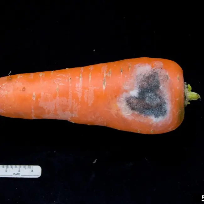 Причины гнили моркови
