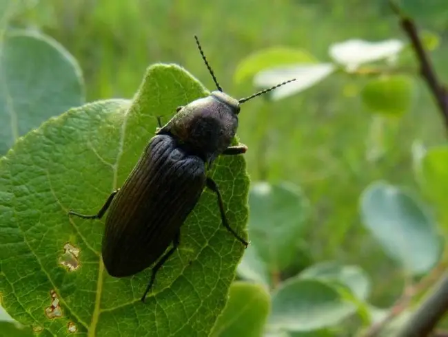 Какие из видов жуков щелкунов наиболее опасные в РФ