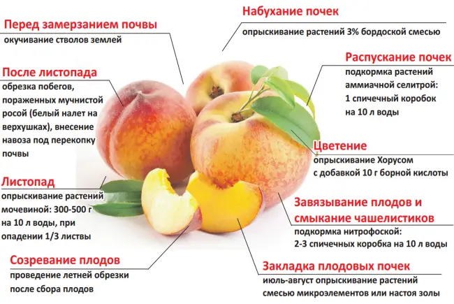 Какие народные средства можно использовать, что бы подкормить яблони в июле