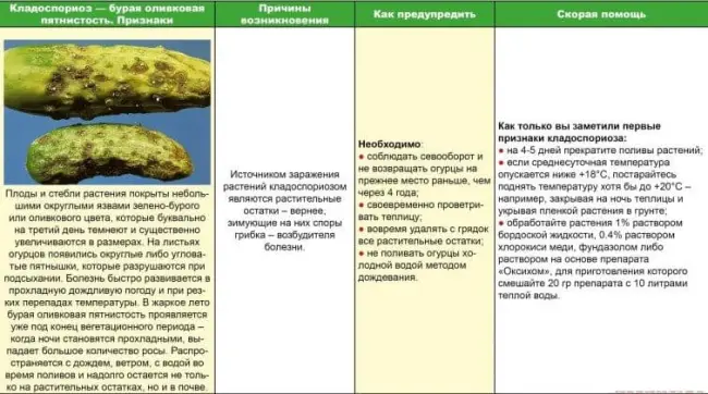 Огуречные болезни и вредители