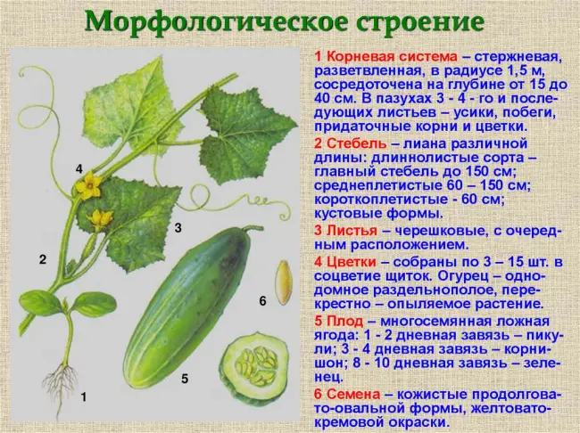 Подготовка посадочного материала и размножение