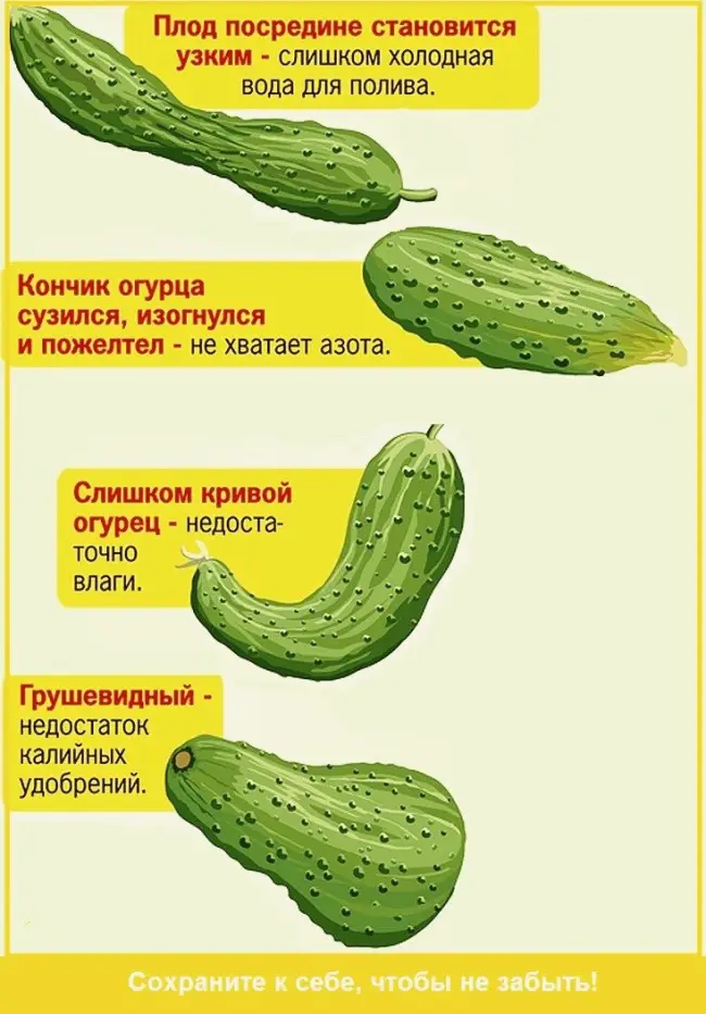 Характеристика куста и плодов