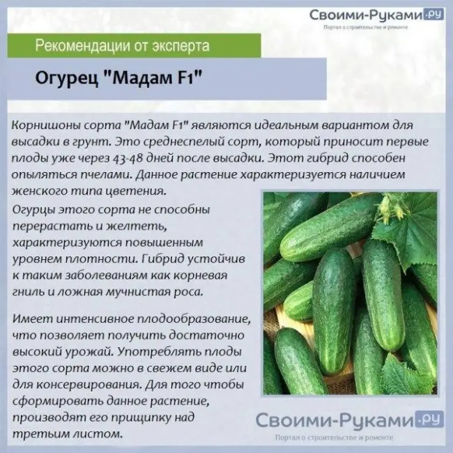 Сбор и хранение урожая огурцов