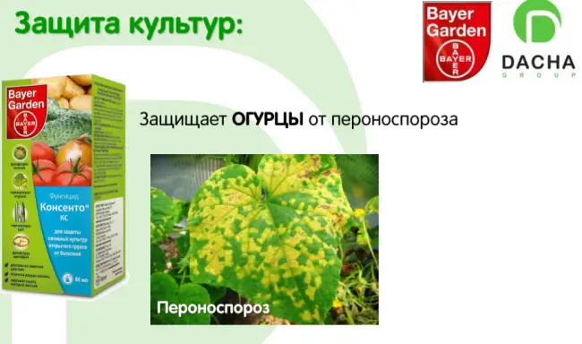Химические средства защиты растений от пероноспороза: