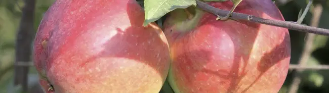 Устойчивые к парше сорта яблони