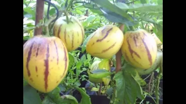 Есть ли сорта помидоров, устойчивые к этому вирусу?