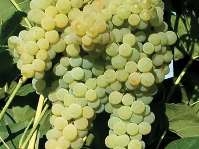 Характеристика винограда Бианка