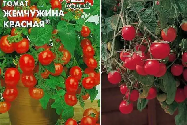 Посадка и уход за томатом Жемчужина Сибири