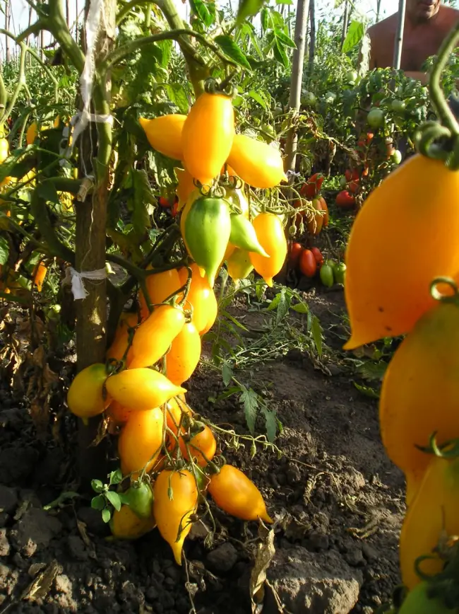 Описание сорта томата Золотая канарейка и его характеристики