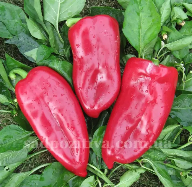 Агротехника выращивания болгарского перца, посадка и уход