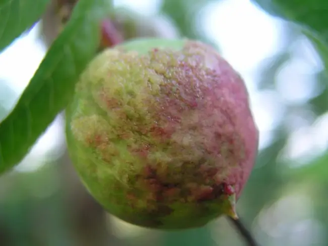 Заболевания персика и их причины + фото