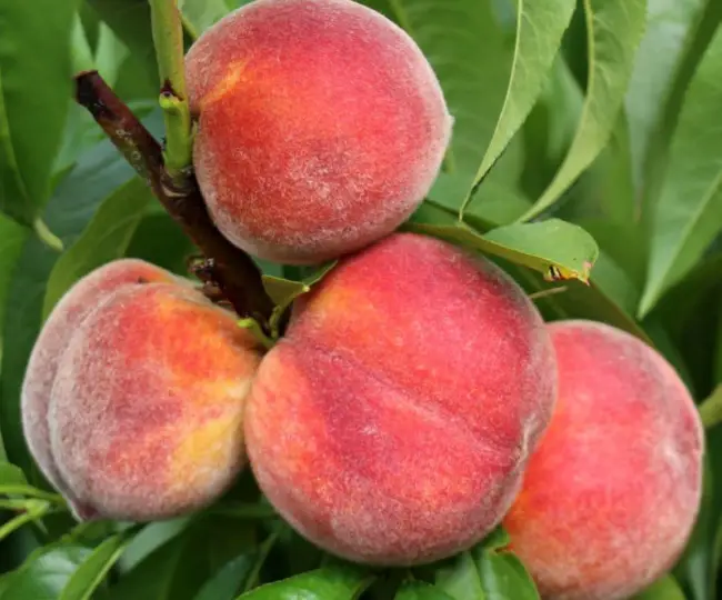 Устойчивые к курчавости сорта персика