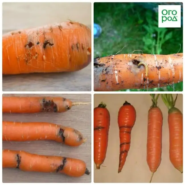Причины появления морковной мухи