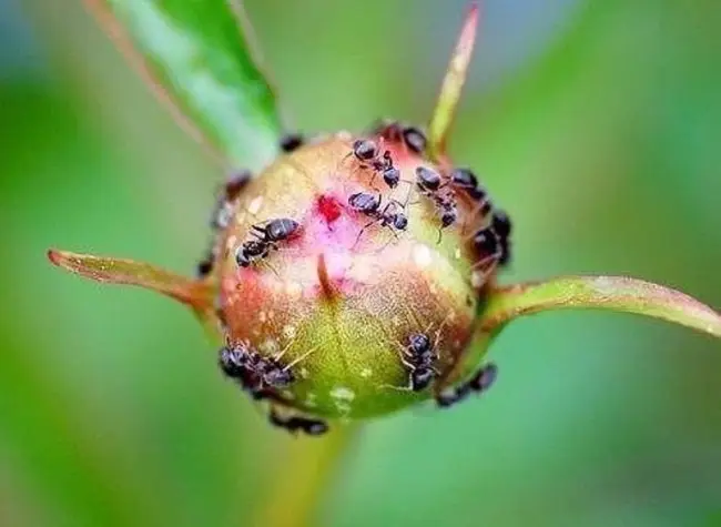 Народные средства для уничтожения муравьев на приусадебном участке