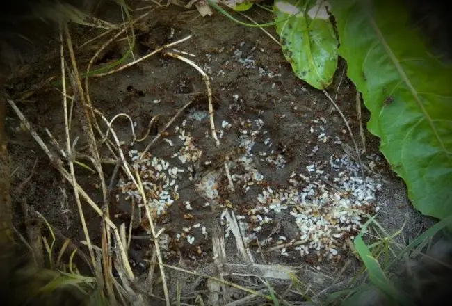 Народные средства для уничтожения муравьев на приусадебном участке