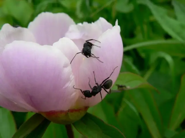 Почему муравьи появляются на пионах и чем они опасны