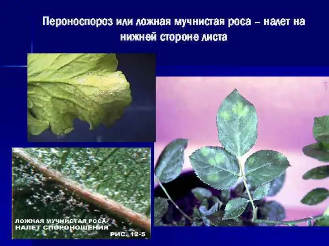 Препараты и народные средства борьбы с ложной мучнистой росой на овощах